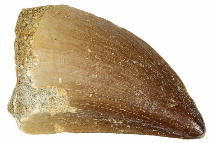 Fossil Mosasaur (Prognathodon) Tooth - Morocco #249742